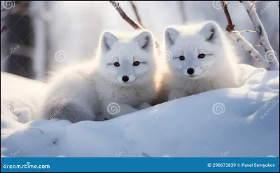 Quelle est la race de ce renard ?