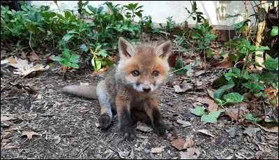 Quels sont les pires ennemis du renard ?