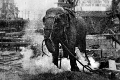 Lequel de ces hommes a fait une expérience scientifique ayant entraîné la mort d'un éléphant ?