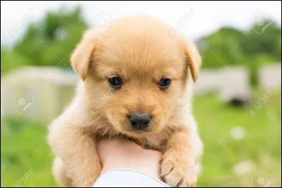 Est-ce que tu préfères ton chien ou ta copine ?