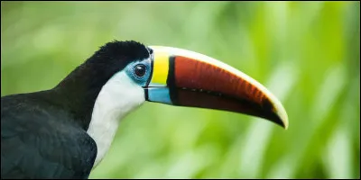 Encore plus dur, combien d'espèces d'animaux et de végétaux y a-t-il sur Terre ?