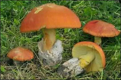 Quel est ce champignon ?