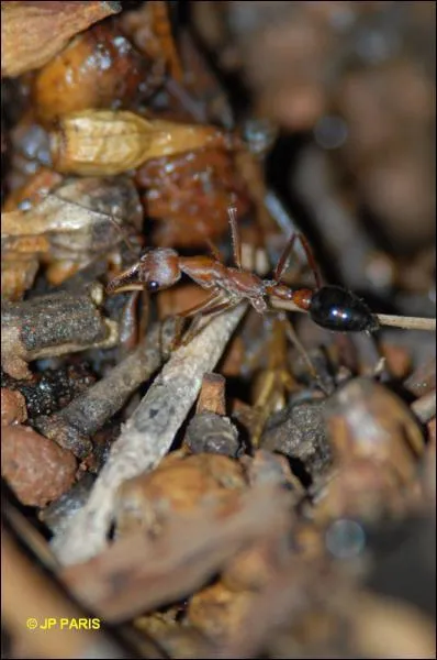 Quelle est cette fourmi ?