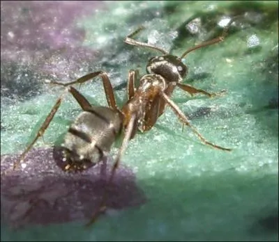 Quelle est cette fourmi ?