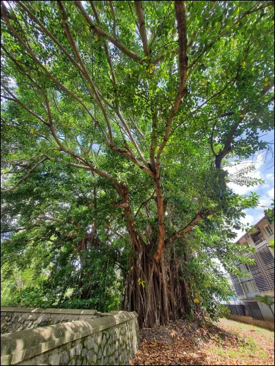 Quel est l'arbre préféré des intellos ?