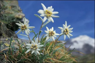 Quel surnom portent ces fleurs de montagne, emblèmes de la Suisse ?