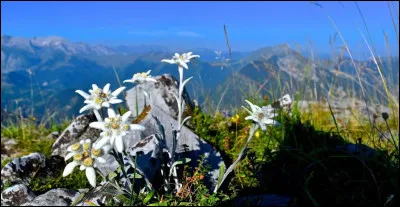 Quel surnom portent ces fleurs de montagne, embl&egrave;mes de la Suisse ?
