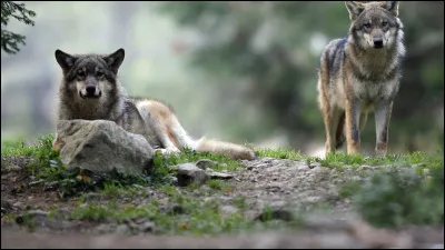 Dans quel massif montagneux, les loups sont-ils réapparus en France en 1993 ?