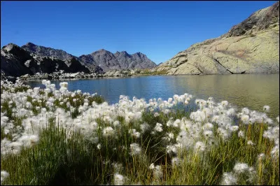 Que sont ces fleurs vaporeuses, belles à faire rêver, que vous ne pourrez admirer qu'en montagne dans les zones humides, aux abords des lacs ou des tourbières ?