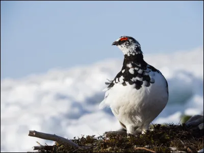 Quel est cet animal qui vit en montagne entre 1800 et
 3 000 m d'altitude et qui a la particularité de devenir blanc comme neige en hiver ?
