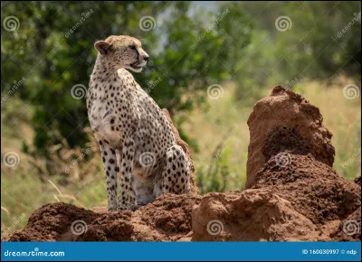 Combien de mètres le guépard peut-il parcourir à sa vitesse maximale sans s'arrêter ?