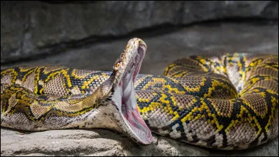 La majorité des espèces de serpents sont venimeuses. Vrai ou faux ?