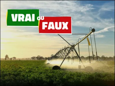 Chez les camélidés, les bosses permettent de stocker massivement de leau. Vrai ou faux ?