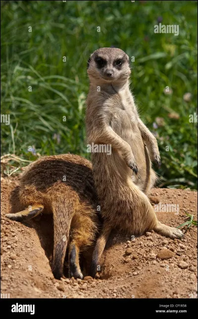 De quelle famille danimaux laddax fait-il partie ?