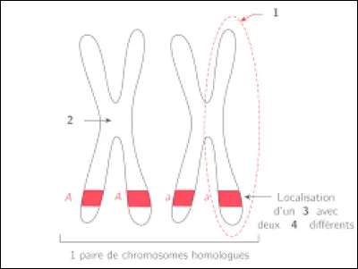 Cochez les affirmations qui vous semblent correctes.
