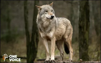 Laquelle ce ces sous-espèces du loup n'existe pas ?