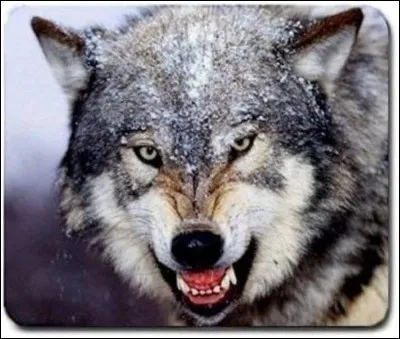 Combien de dents possède un loup ?