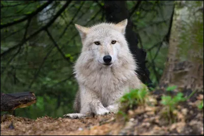 La louve possède...