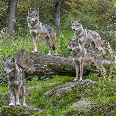 A l'état sauvage, la durée de vie moyenne d'un loup est de...