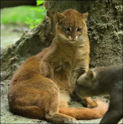 Enfin dernière question, la plus dure évidemment, quel est ce félin ?
