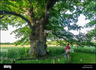 La charpente est en chêne , combien de chênes a-t-il fallu abattre pour reconstruire la toiture ?