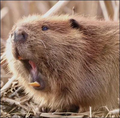 Quelle particularité assez proche de lHomme le castor possède-t-il ?