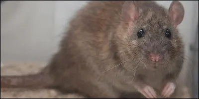 Dans quel pays, le rat est-il considéré comme un animal sacré avec des temples dédiés ?