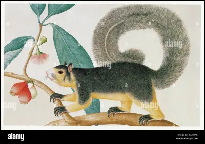 Quelle est la particularité des écureuils géants de lInde ?