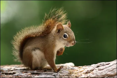 Qu'est-ce que c'est ?