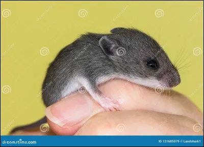 Les humains sont des vilains, ils peuvent te manger. Ou te défoncer avec leurs pieds. Quelles parties de ton corps vas-tu utiliser pour te défendre contre l'humain ?