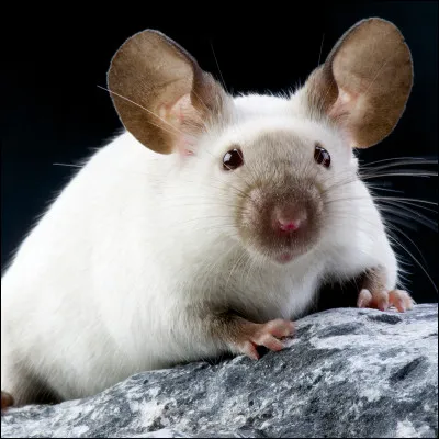 Quel est ton plat préféré version chat ?