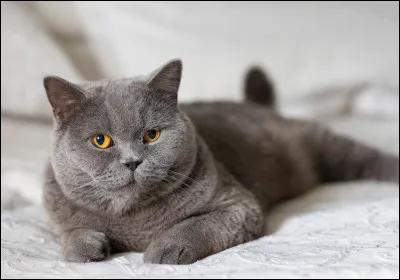 Quel est ton outfit préféré ?