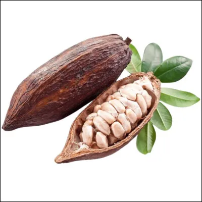 Comment appelle-t-on le fruit du cacaoyer ?