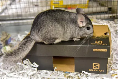 Est-ce que tu as un chinchilla chez toi ?