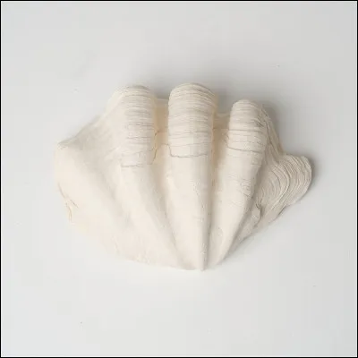 Tu as déjà ramassé un coquillage comme...