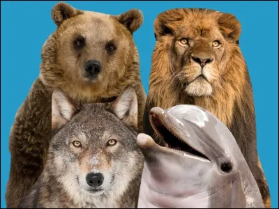 Quel est ton animal préféré ? (2)