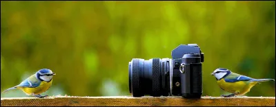 Le ... oiseau va ... !