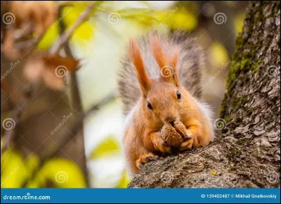 Je suis un animal qui aime bien les noisettes et les glands, je vis dans des forêts ou dans les bois. Qui suis-je ?