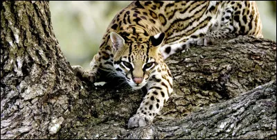 Comment dit-on "ocelot" en anglais ?