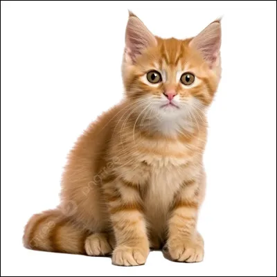 Comment dit-on "chat" en anglais ?