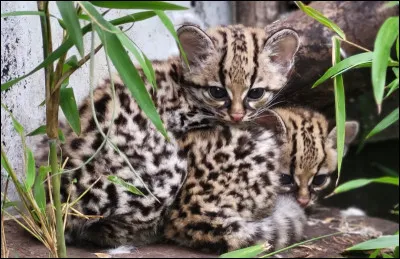 Comment dit-on "margay" en anglais ?