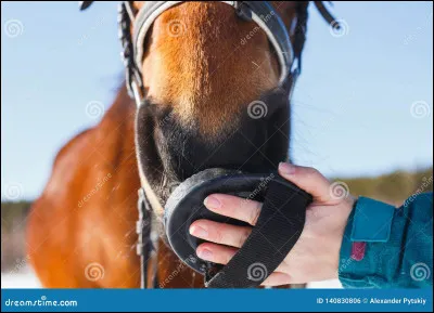 Quand fais-tu les soins de ton cheval ?