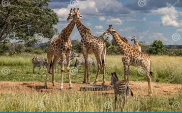 Quiz Animaux