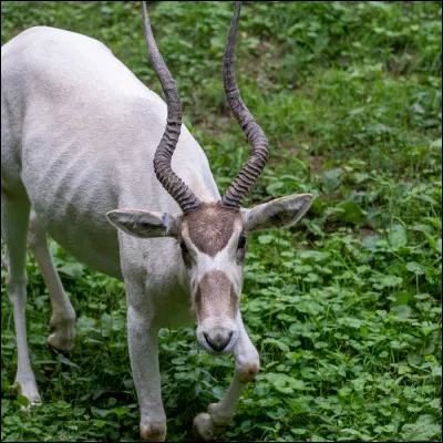 Quel animal aurais-tu aimé être ?
