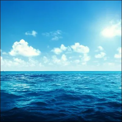 Quel animal marin, qui nest pas un métazoaire (contrairement à la majorité des autres animaux), se caractérise entre autres par un système de circulation de leau dans son corps ?