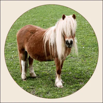 Il faut brosser un cheval...