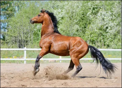 Ce cheval va...