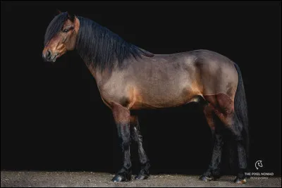 Est-ce un cheval, un poney ou un poulain ?