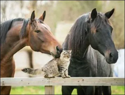 De quelle nationalité es-tu ?