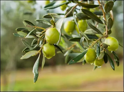Vrai ou faux, le prénom Olive existe :